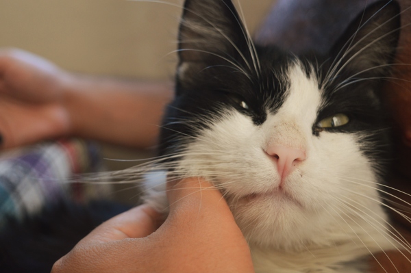 O gatinho de Dalyan que pensava que o quarto dele, e a gente que queria levar ele embora depois