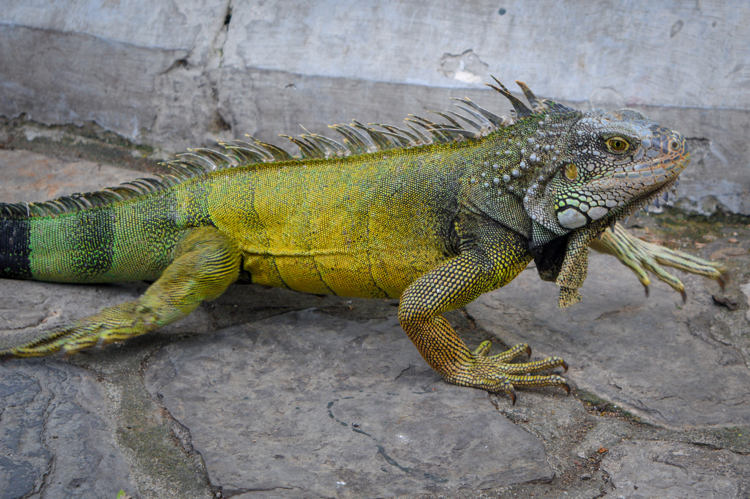 iguana em guayaquil