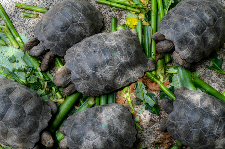 Filhotes de tartaruga gigante de Galápagos