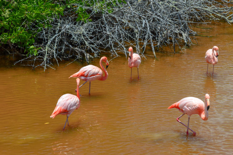 Flamingos cor de rosa em galapagos