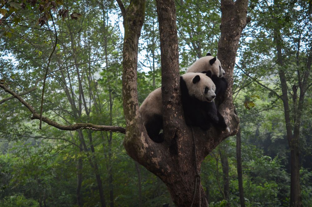 o que fazer em chengdu china onde ver panda