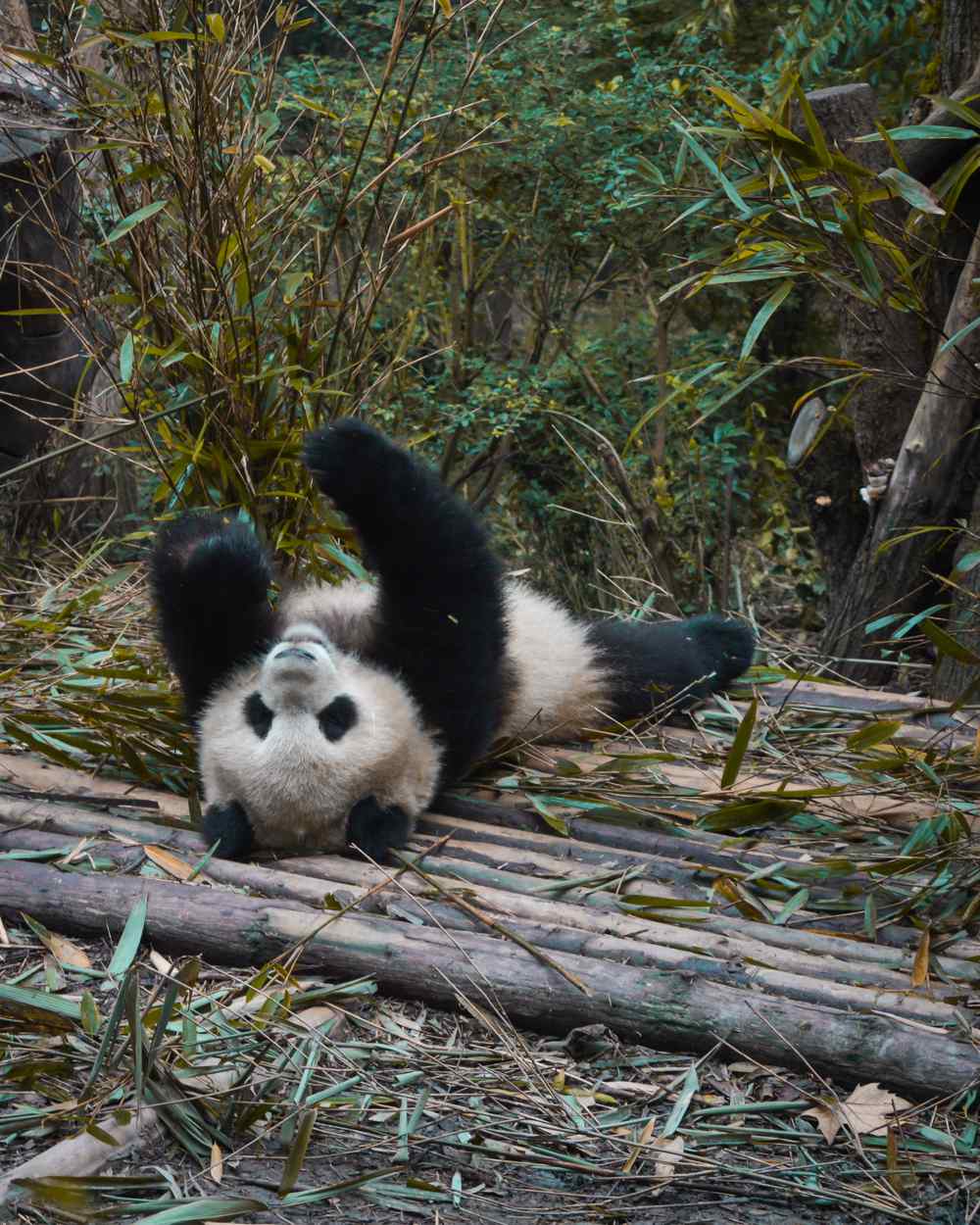 Quanto Custa Viajar Para China? ver urso panda