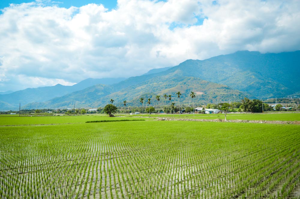 o que fazer em taiwan pedalar entre os campos de arroz na montanha em guanshan condado de taitung
