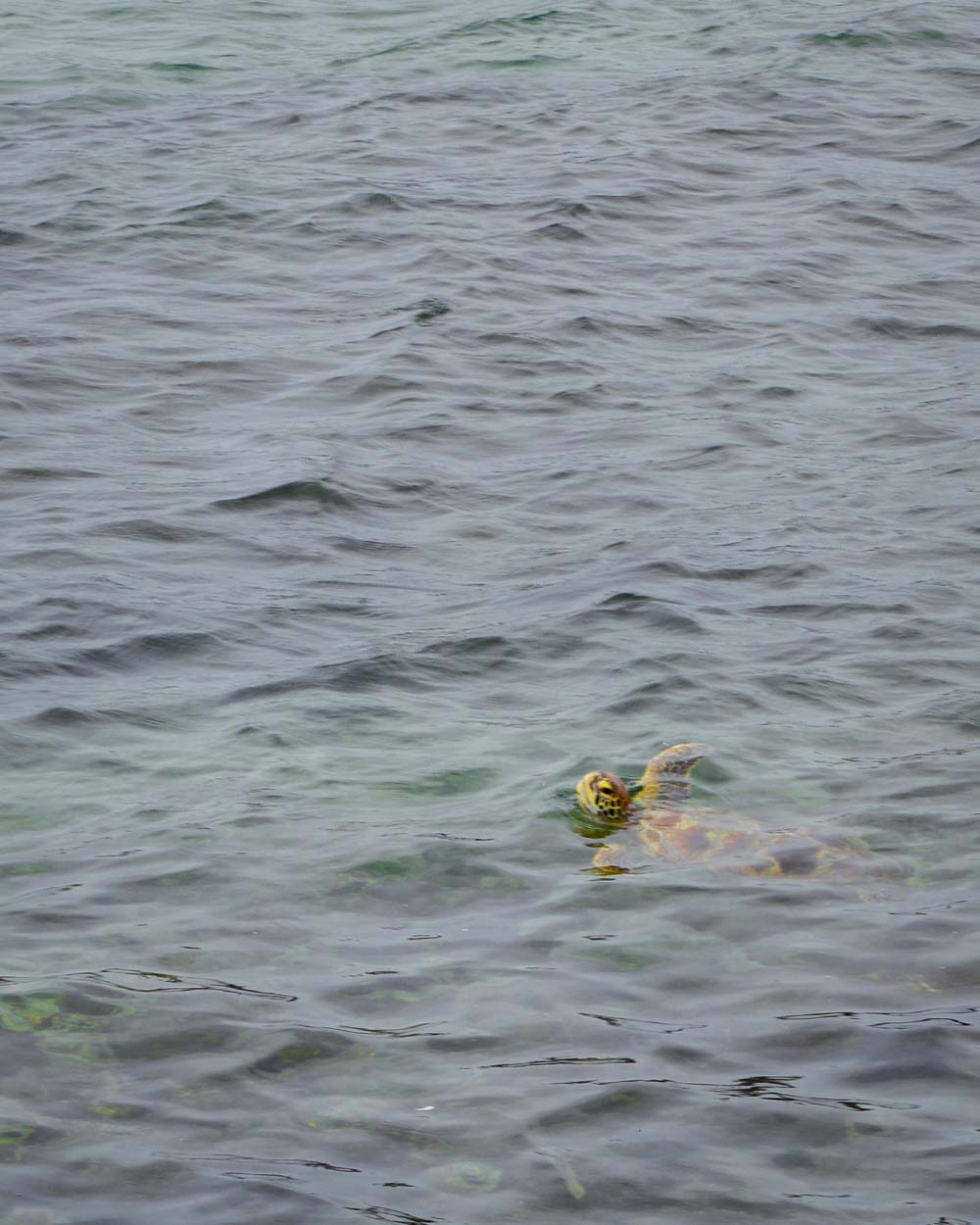 o que fazer em taiwan nadar com tartarugas na ilha lambai liuqiu