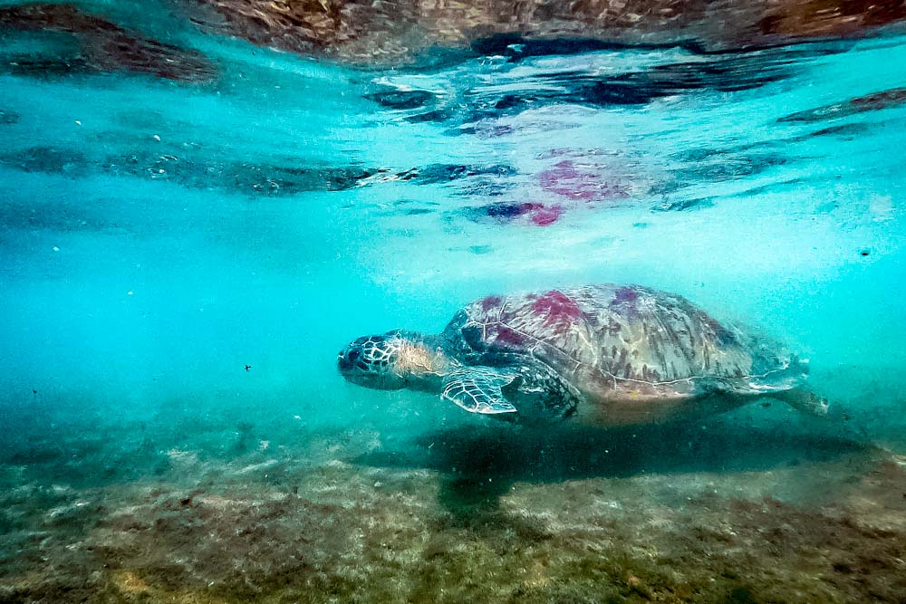 tartaruga nas praias de taiwan ilha lambai xiao liuqiu