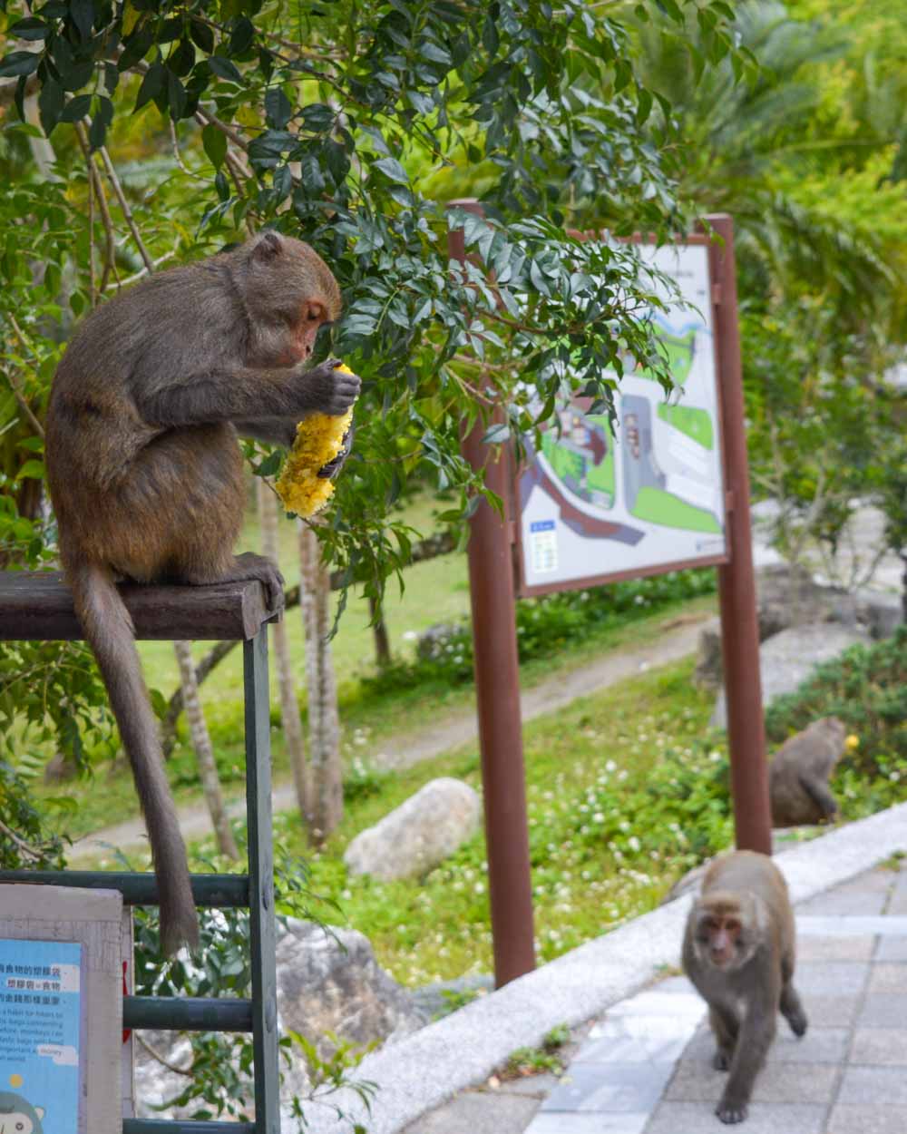 macacos no parque nacional taroko em taiwan