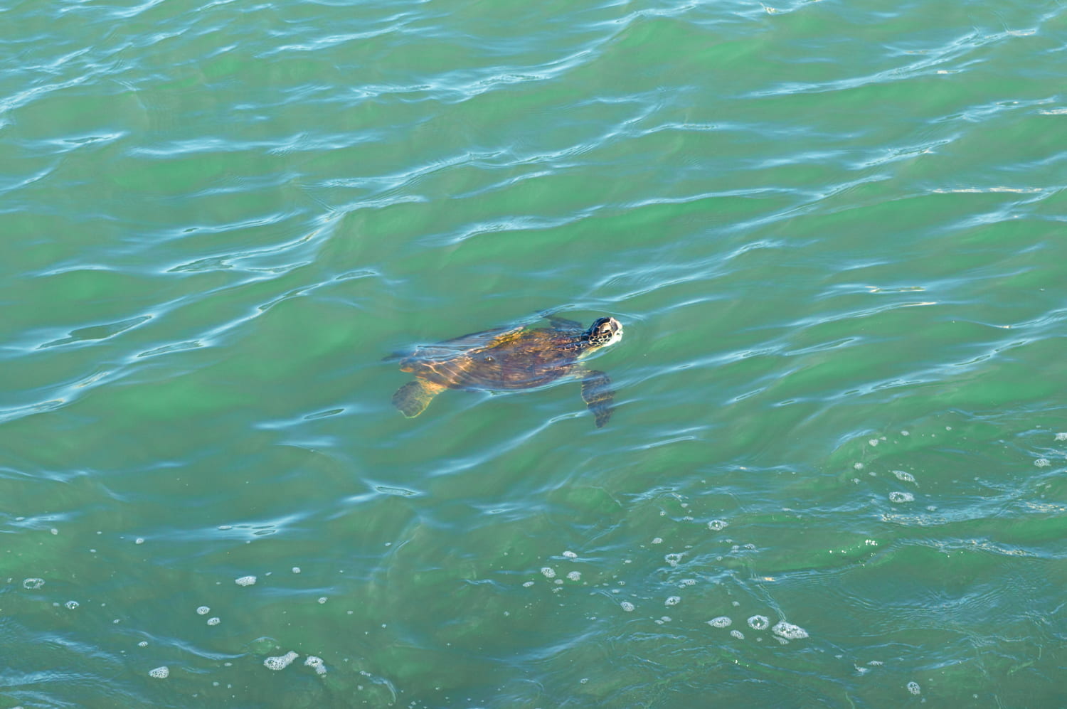 tartaruga no molhe central balneário piçarras praia santa catarina sc
