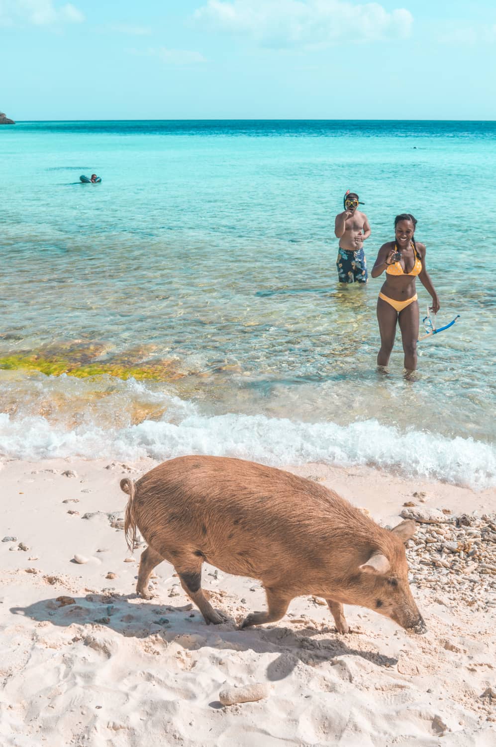 port marie curaçao praia com porcos