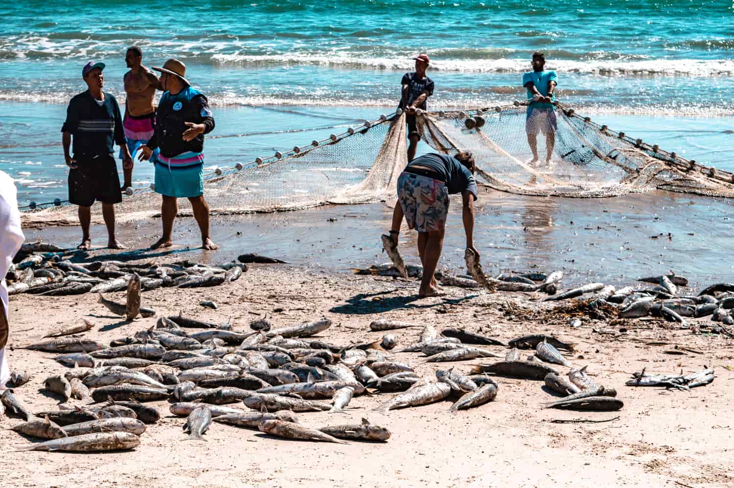 pesca da tainha santa catarina