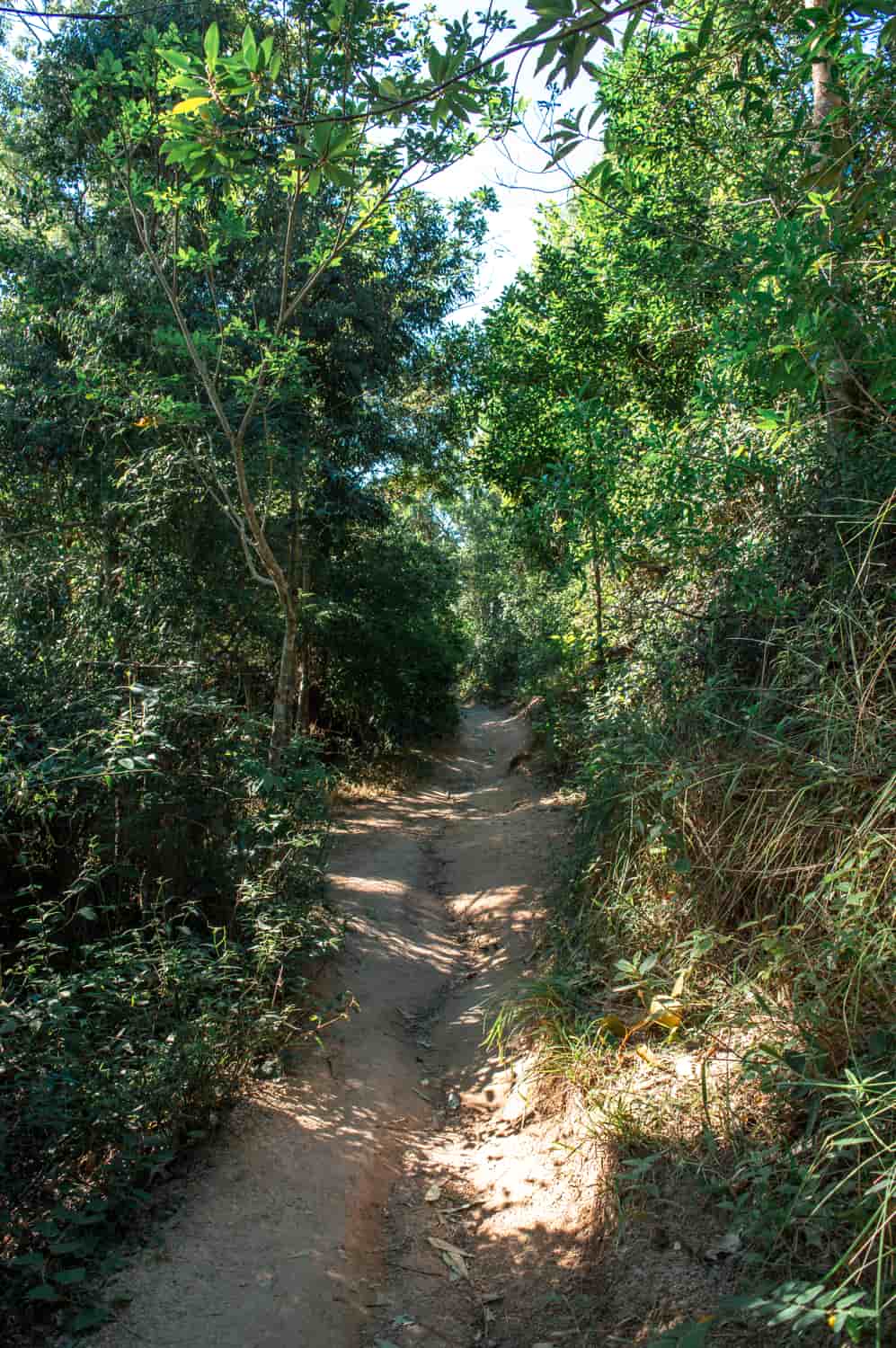 trilha morro do macaco bombinhas