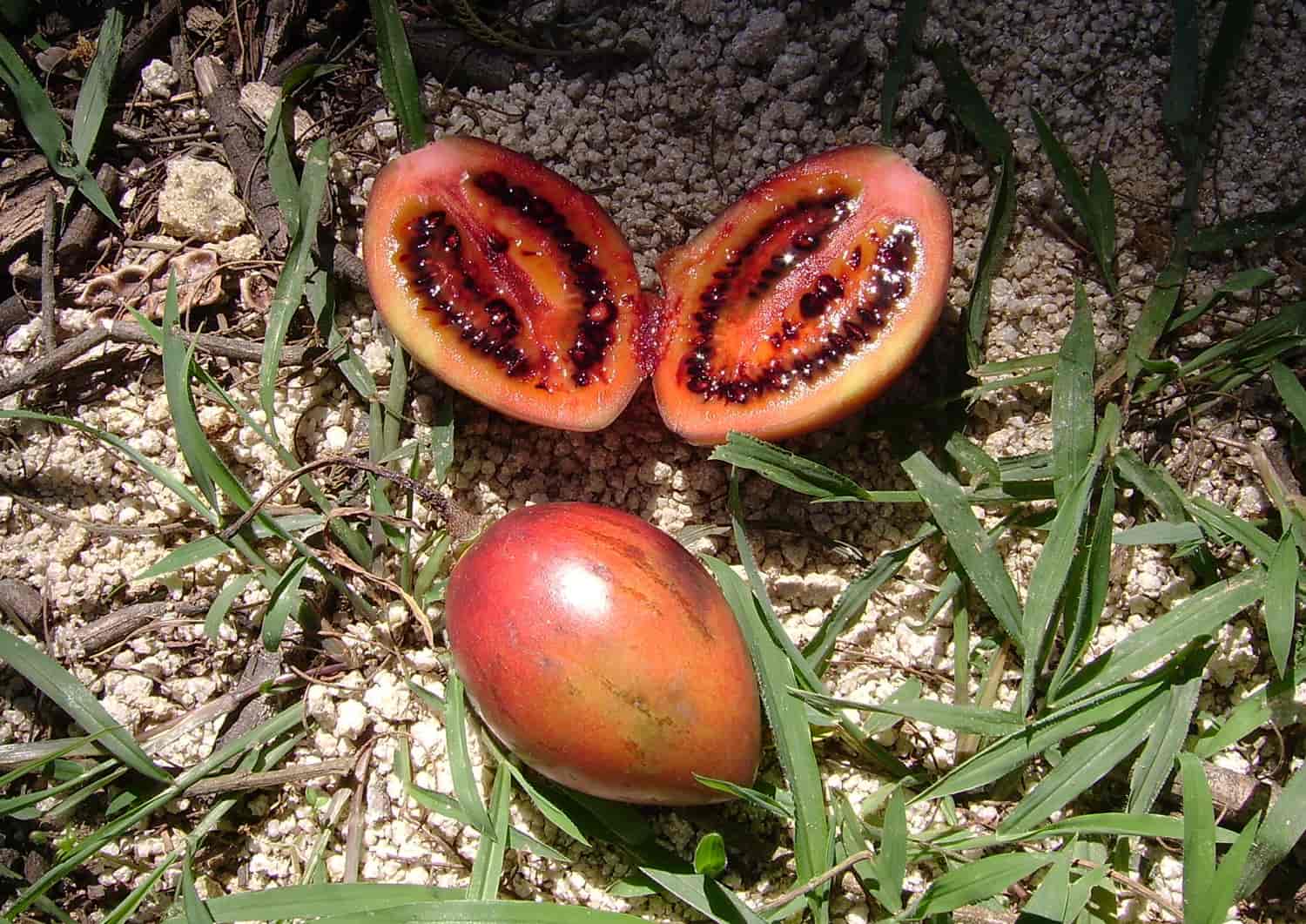 fruta colombiana tomate de arbol