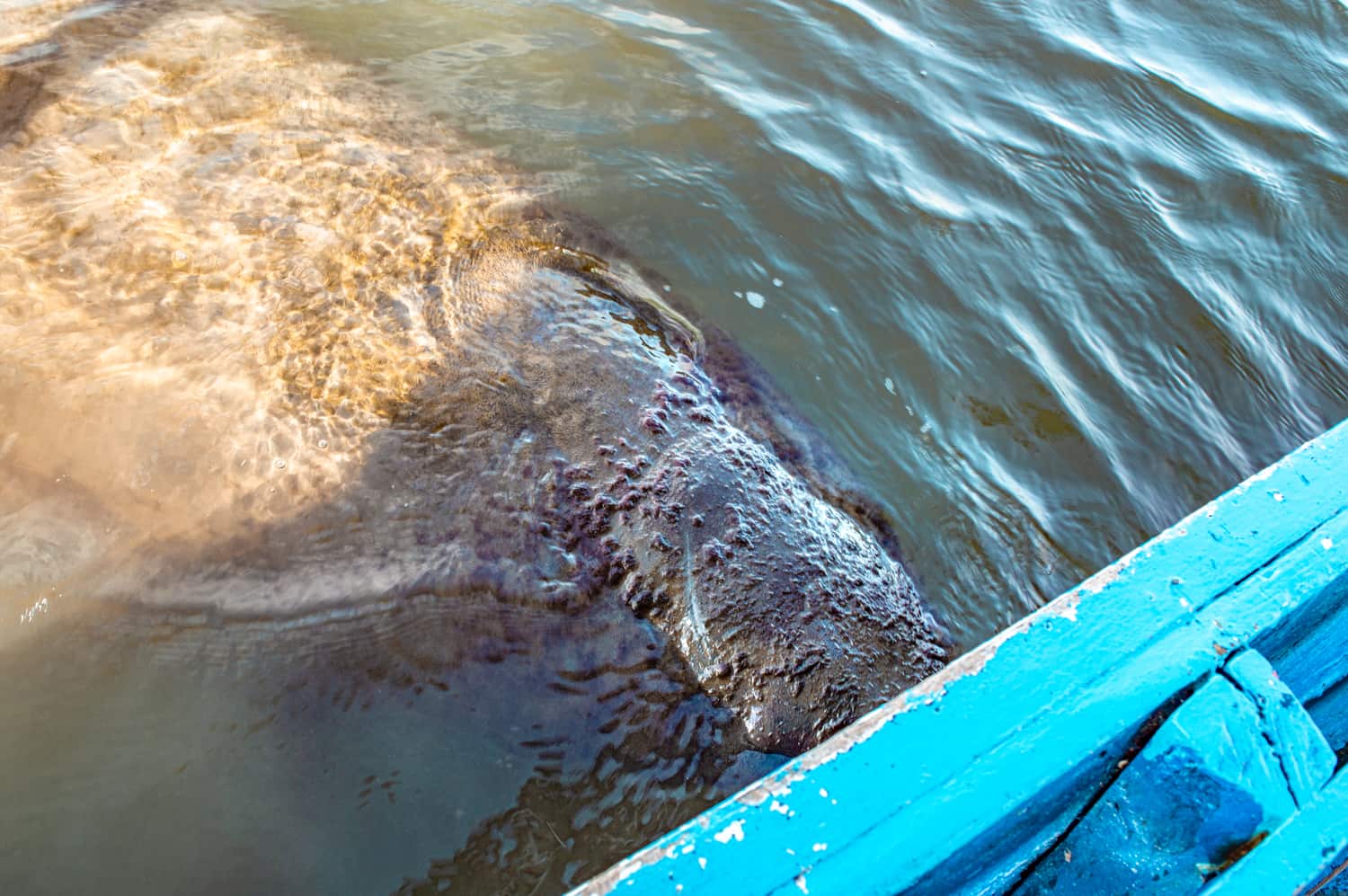 Barra de Mamanguape PEIXE BOI