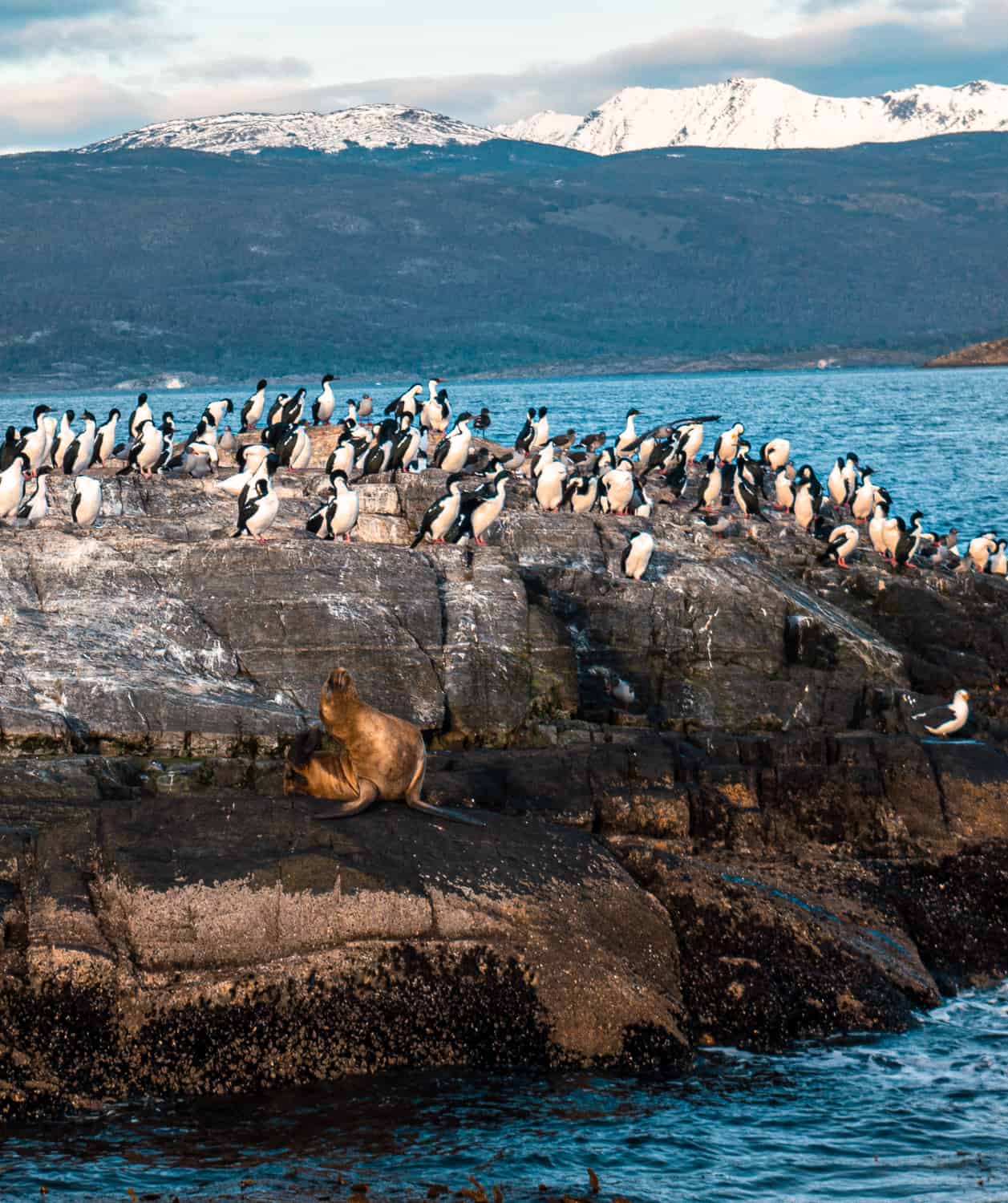 o que fazer em ushuaia no inverno maio junho pinguins canal de beagle