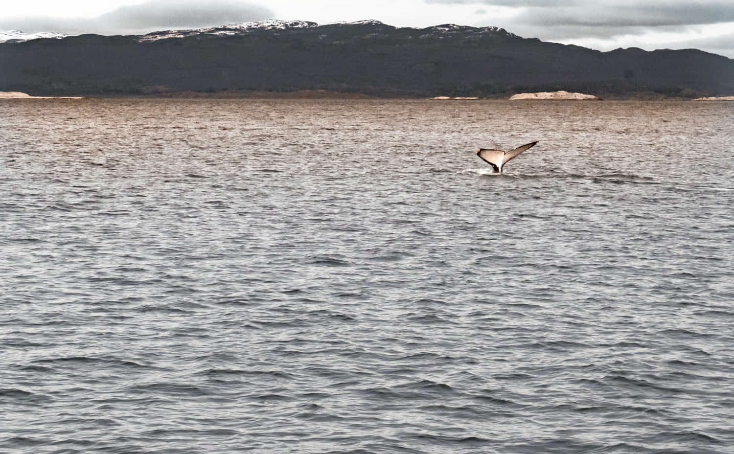 o que fazer em ushuaia no inverno maio junho baleia canal de beagle
