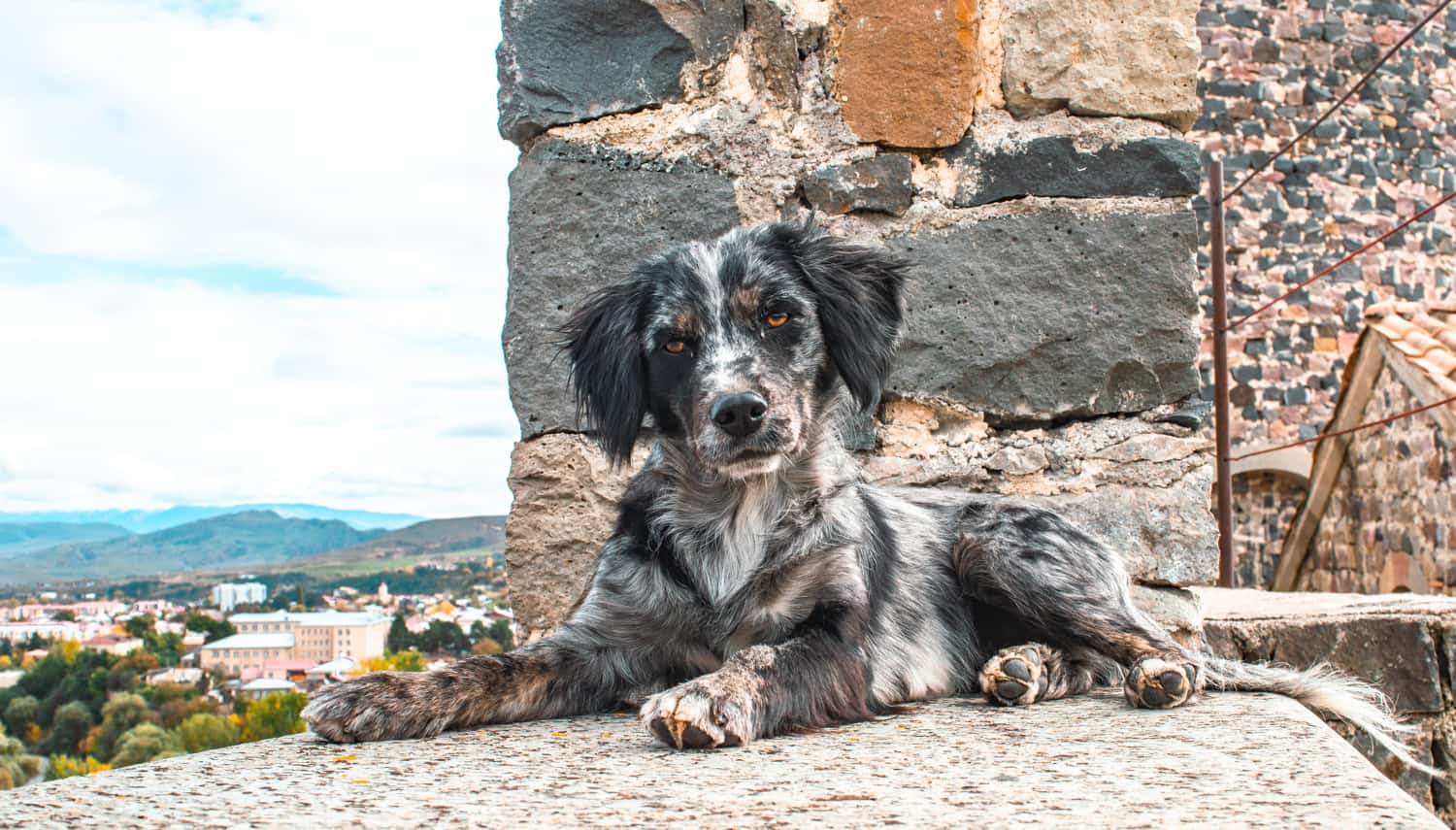 rabati castle georgia